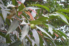 Syzygium jambos